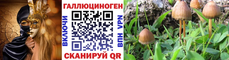 Галлюциногенные грибы Psilocybine cubensis  Люберцы 